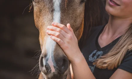 Pony wird von Frau gestreichelt