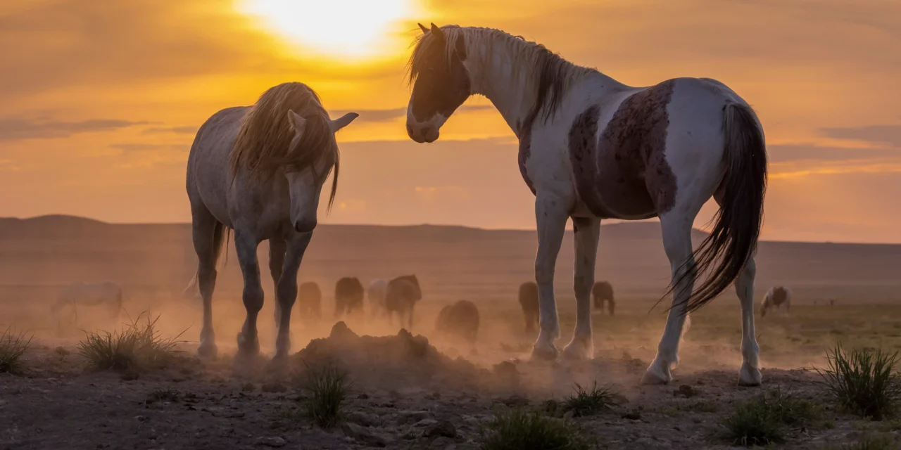 Warum Pferde anders lernen als Menschen – Ein Blick in die Natur