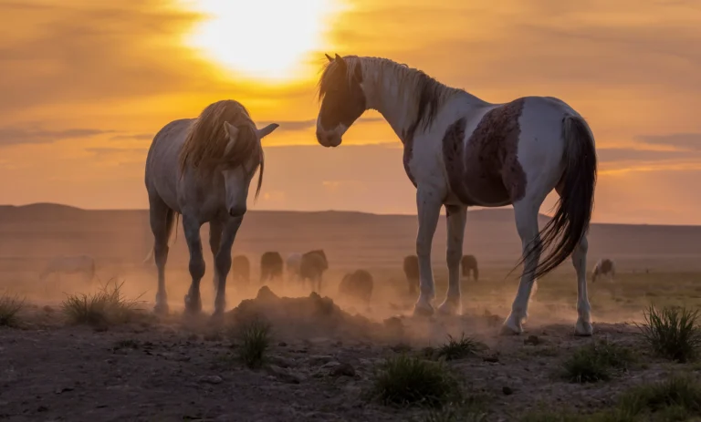 Pferde in der Steppe