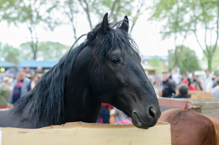 Schwarzes Pferd mit Stressgesicht