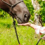 Clickertraining verstehen – Mehr als nur Leckerlis geben