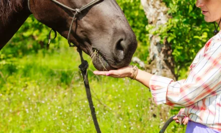 Clickertraining verstehen – Mehr als nur Leckerlis geben