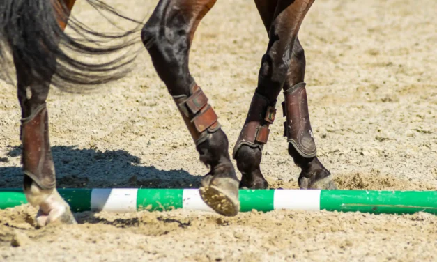Stangentraining für Seniorenpferde: Sanfte Gymnastik im Alter
