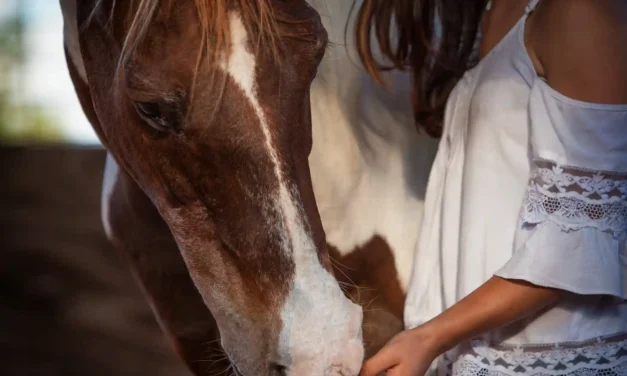 Gehirnjogging für alte Pferde: Geistig fit im Alter