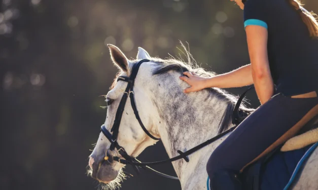 Zwischen Konsequenz und Gewalt – Ethische Aspekte von Strafe und Belohnung im Pferdetraining