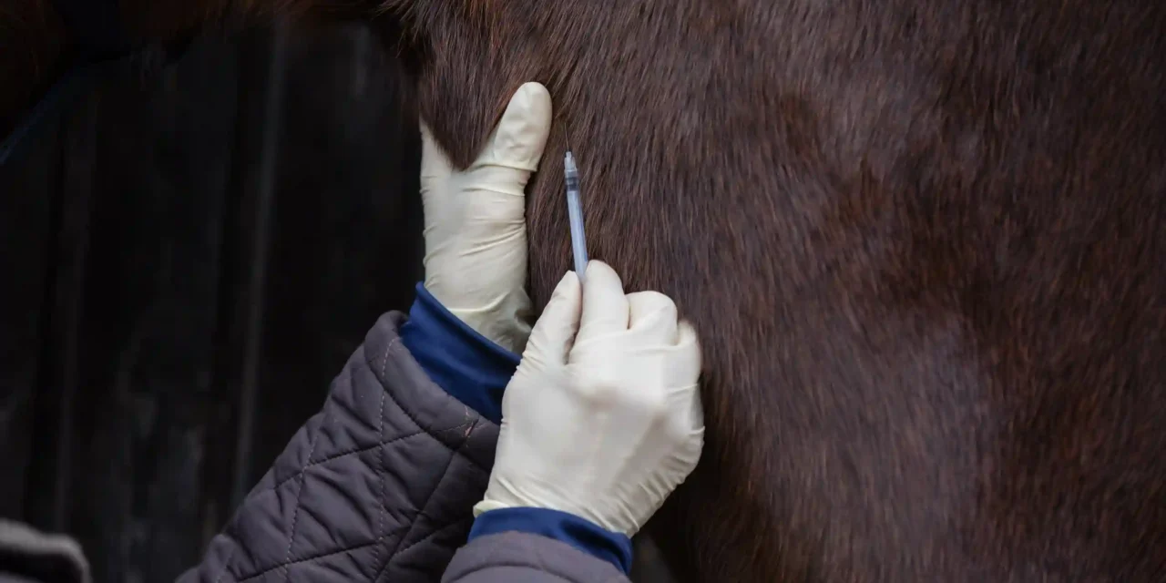 Frühlingszeit ist Impfzeit: Eine informierte Entscheidung für Pferdebesitzer
