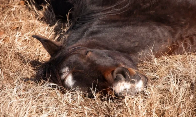 Der perfekte Schlafplatz für alte Pferde: So gelingt erholsamer Schlaf
