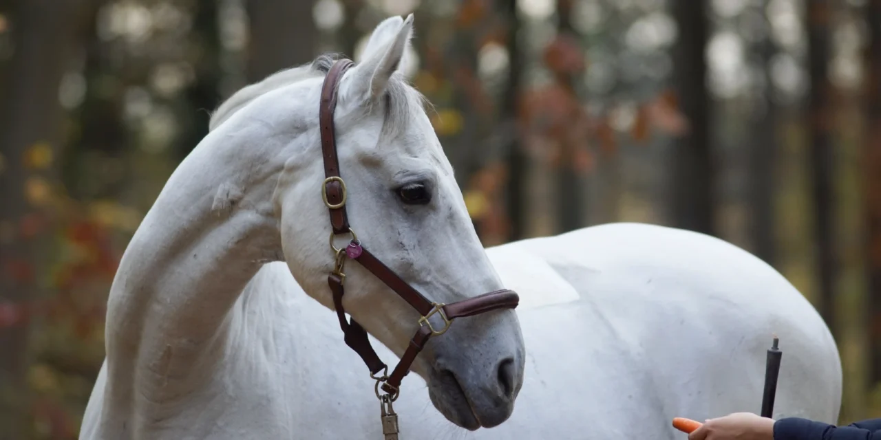 Timing ist alles – Der Schlüssel zum erfolgreichen Training