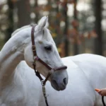 Timing ist alles – Der Schlüssel zum erfolgreichen Training