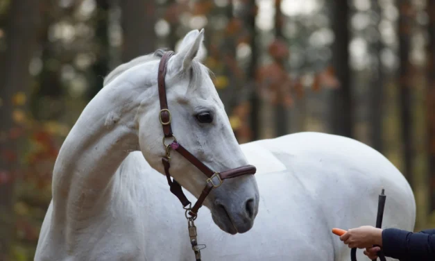 Timing ist alles – Der Schlüssel zum erfolgreichen Training