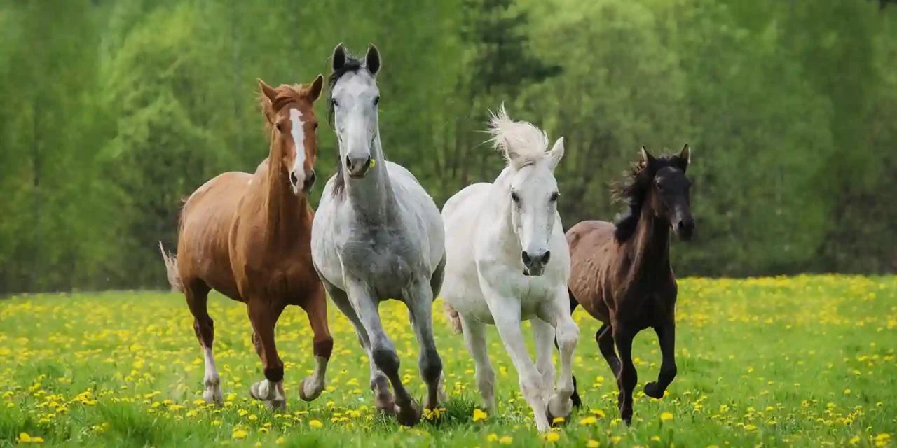 Frühjahrs-Check für Pferde: So startet dein Pferd gesund in die Saison