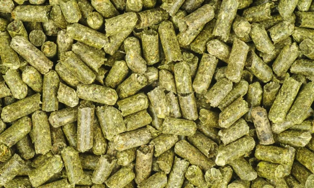 Heucobs – Der Geheimtipp für zufriedene Seniorpferde