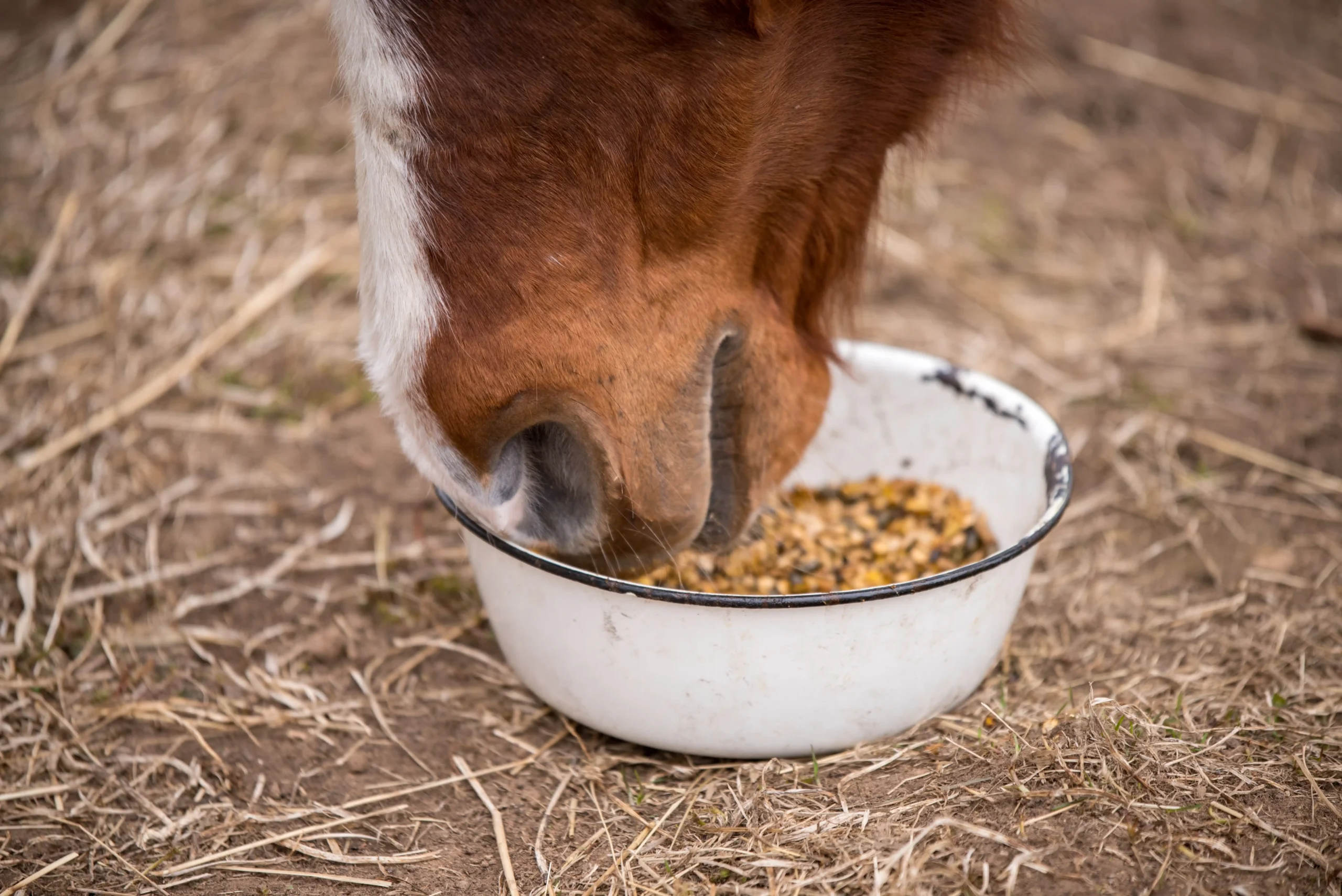 Pferd frisst aus einer Schüssel am Boden