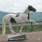 Clickertraining und Zirkuslektionen – Mehr als nur Show