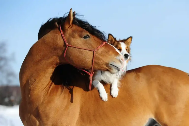 Ein Trick mit einem Pferd auf dessen Rücken ein Hund sitzt