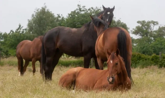 Seniorpferde in der Herde: So klappt die Integration