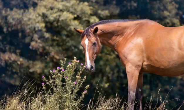 Kräuter für alte Pferde – Natürliche Helfer