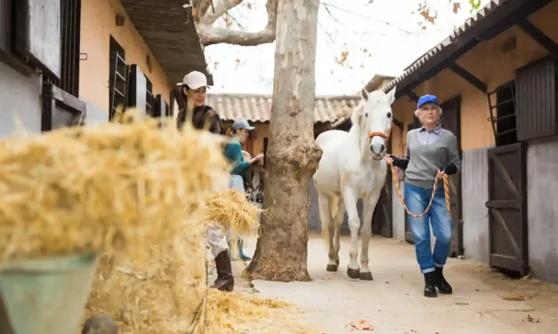 Bewegung für alte Pferde: So viel Training braucht der Senior