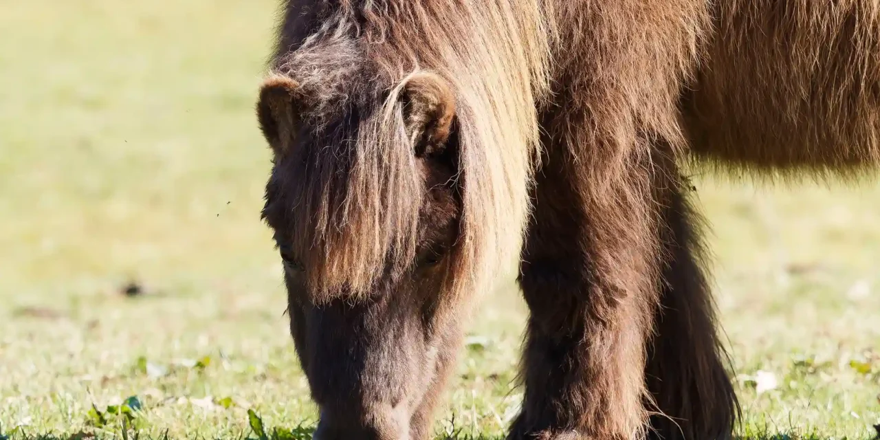 Temperaturmanagement für alte Pferde: Wichtige Tipps & Ratgeber