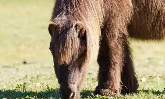 Temperaturmanagement für alte Pferde: Wichtige Tipps & Ratgeber
