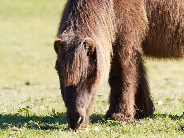 Ein altes Pferd mit dickem Fell auf einer Wiese
