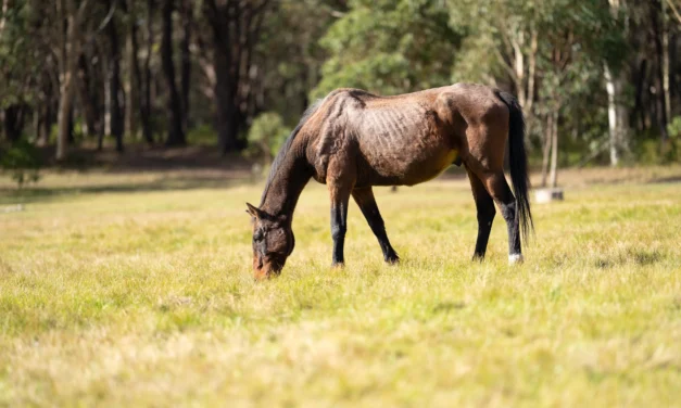 Kosten für Seniorpferde: Was Sie wirklich einplanen müssen
