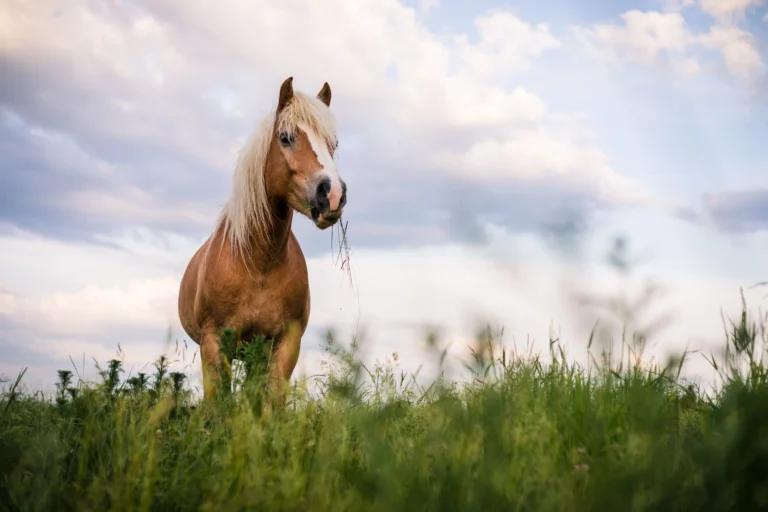 Haflinger auf der Weide