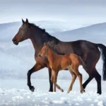 Fohlen im Winter: Die richtige Eiweiß und Mineralversorgung