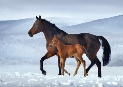 Fohlen mit Stute im Schnee