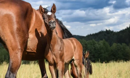 Ein Fohlen aus der eigenen Stute – Chancen und Herausforderungen