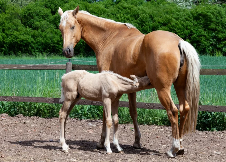 Stute säugt Fohlen auf Paddock