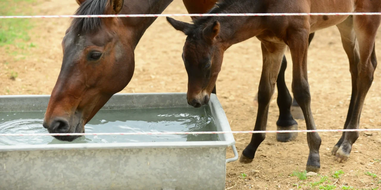 Laktierende Stuten: So decken Sie den erhöhten Wasserbedarf richtig