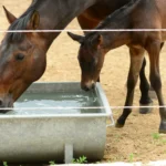 Laktierende Stuten: So decken Sie den erhöhten Wasserbedarf richtig