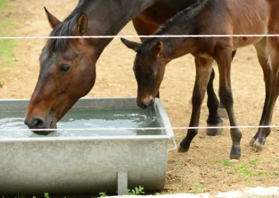 Stute und Fohlen trinken Wasser
