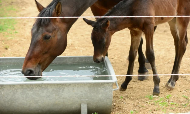 Laktierende Stuten: So decken Sie den erhöhten Wasserbedarf richtig