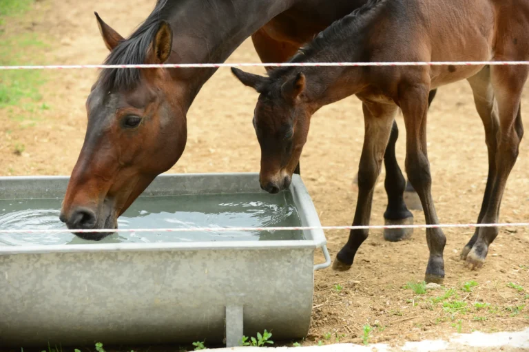 Stute und Fohlen trinken Wasser