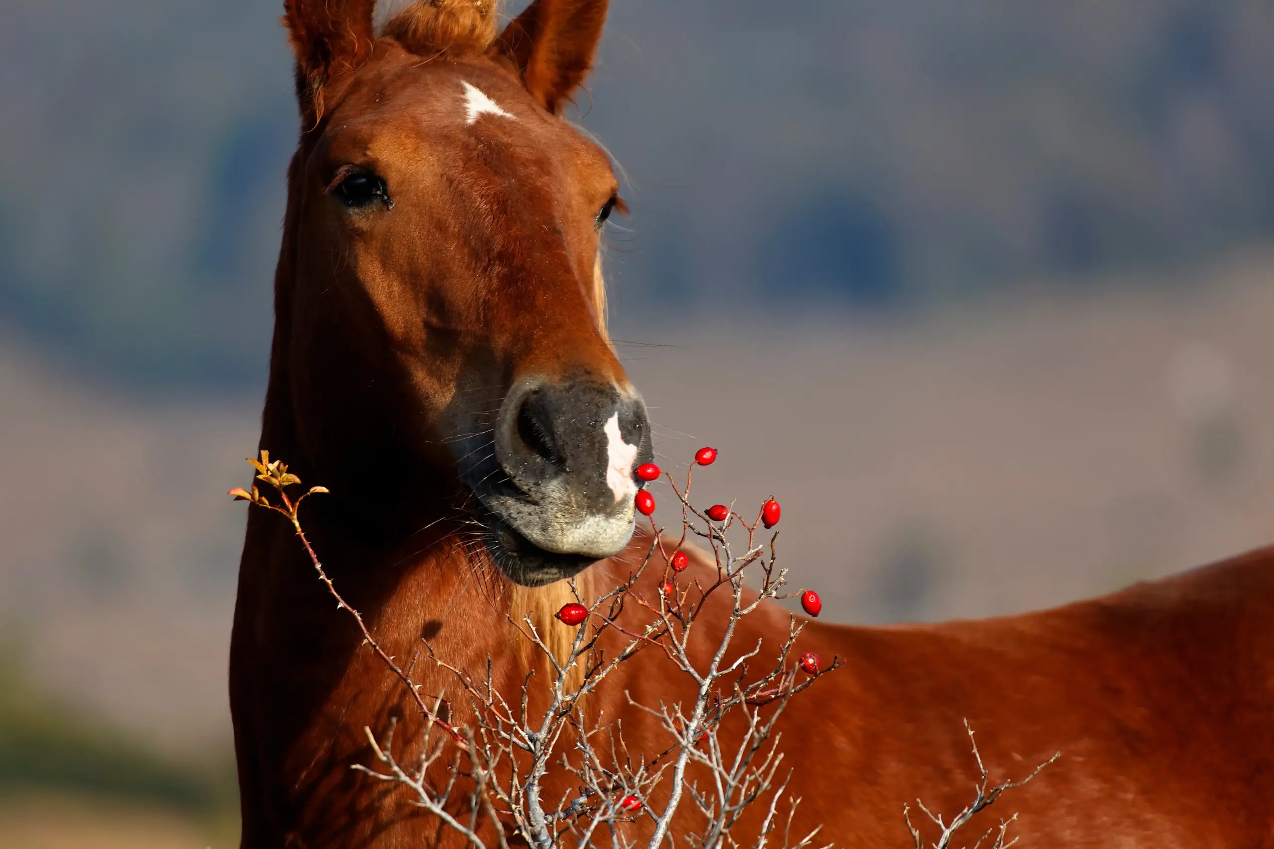 Pferd frisst Hagebutten von einem Strauch