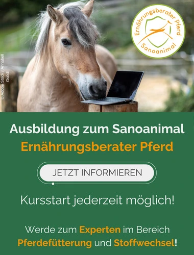 Ausbildung zum Sanoanimal Ernaehrungsberater Pferd. Jetzt informieren! Kursstart jederzeit möglich! Werde zum Experten im Bereich Pferdefütterung und Stoffwechsel!