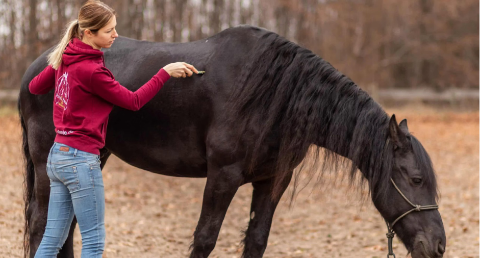 Ein Pferd bekommt eine Faszienmassage