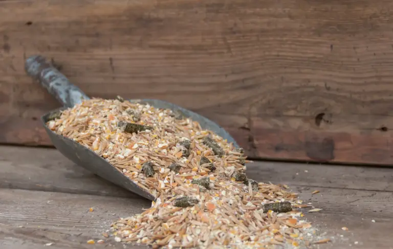 Futterschaufel mit Getreide und Müsli