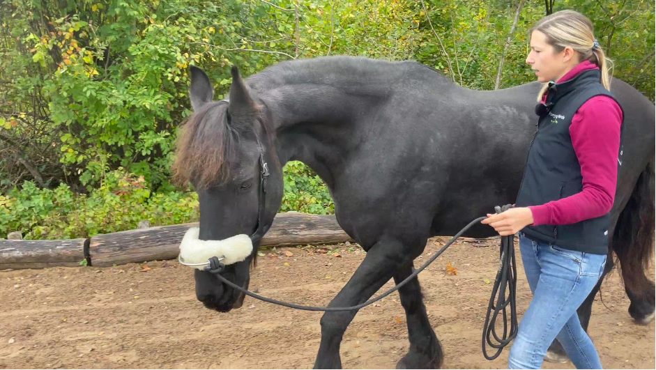 Ein Pferd wird an einer Longe an der Hand gearbeitet