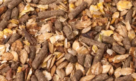 Zusammensetzung enthüllt: Diese Zutaten stecken wirklich im Pferdefutter