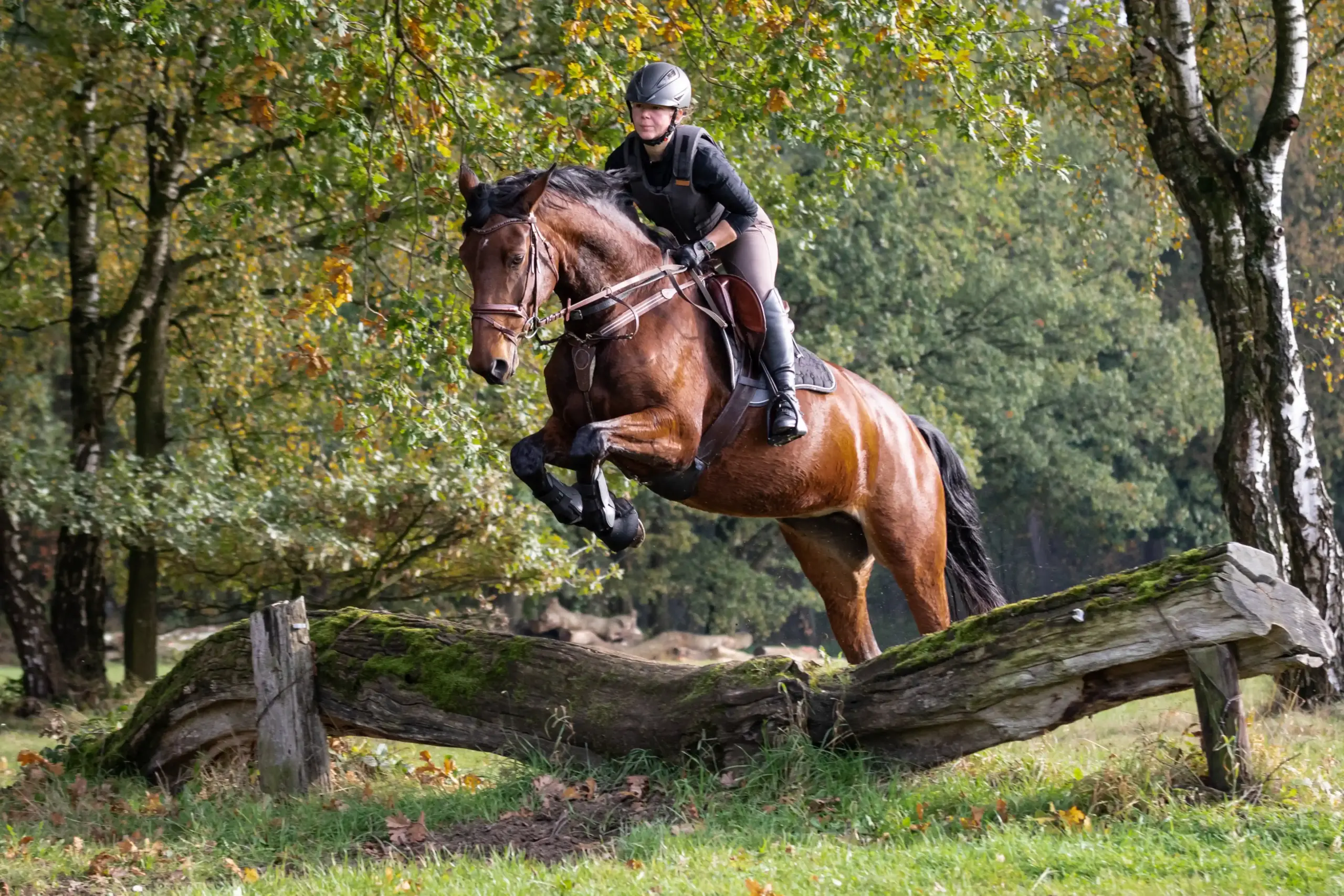 ein Pferd im Gelände welches einen Baumstamm überspringt