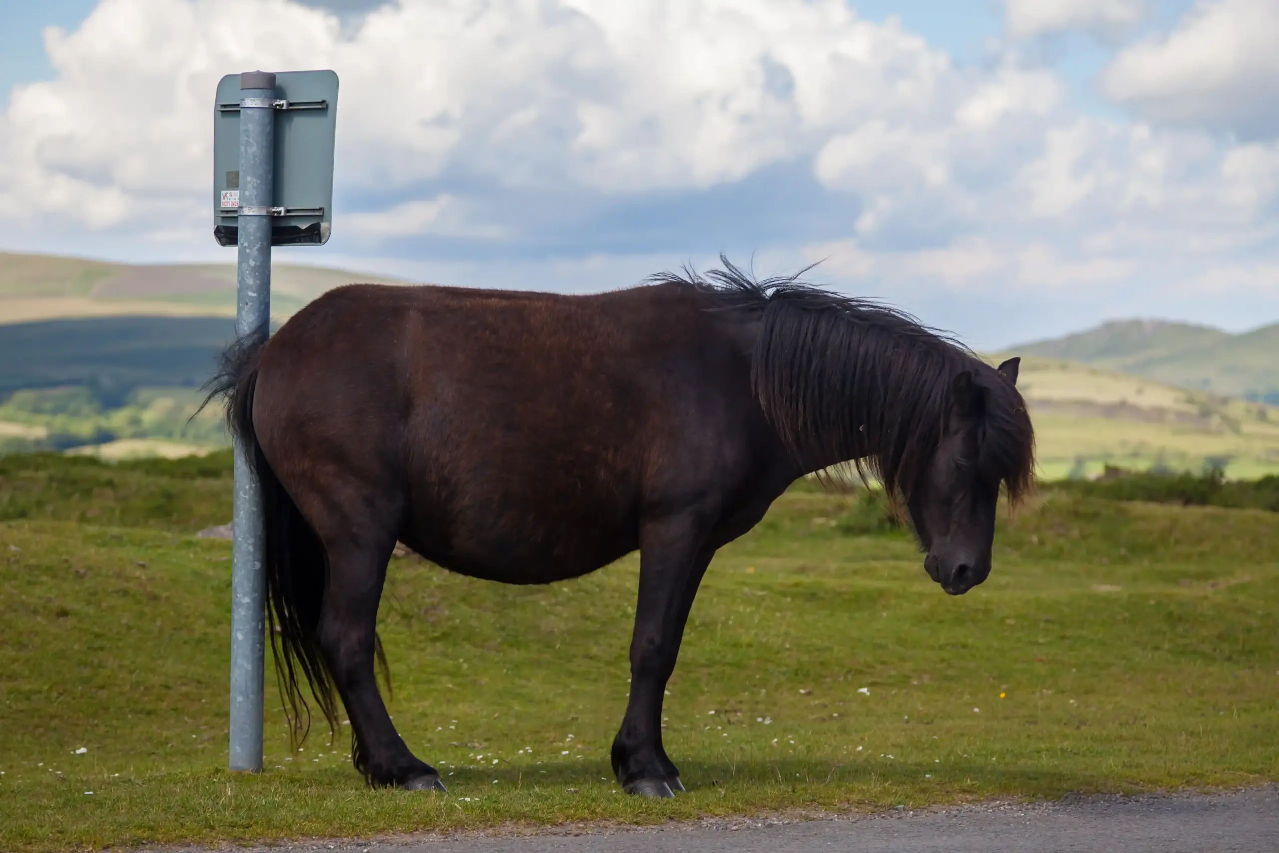 Pferd kratzt sich den Hintern an meinem Schild