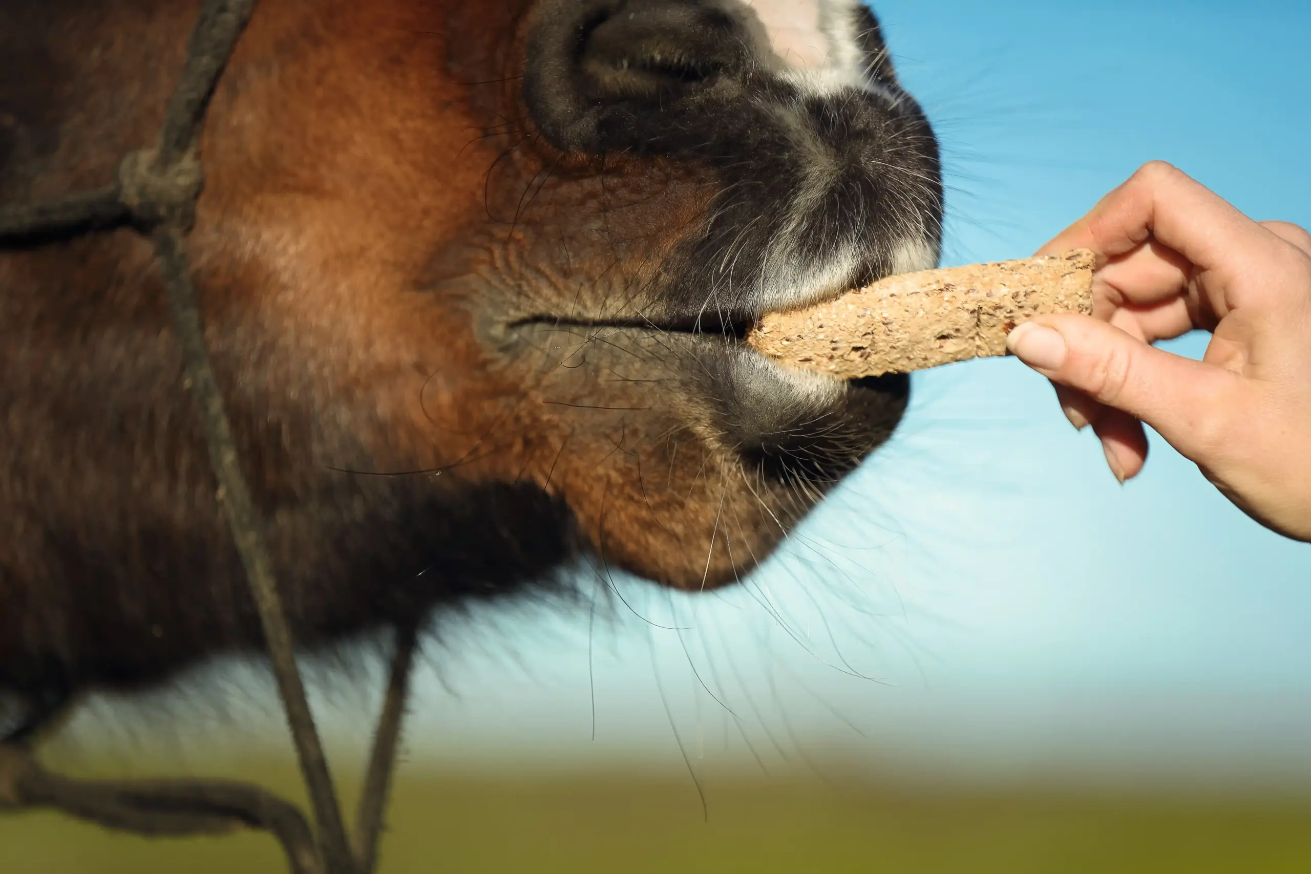 Pferd bekommt ein Leckerli Detailansicht