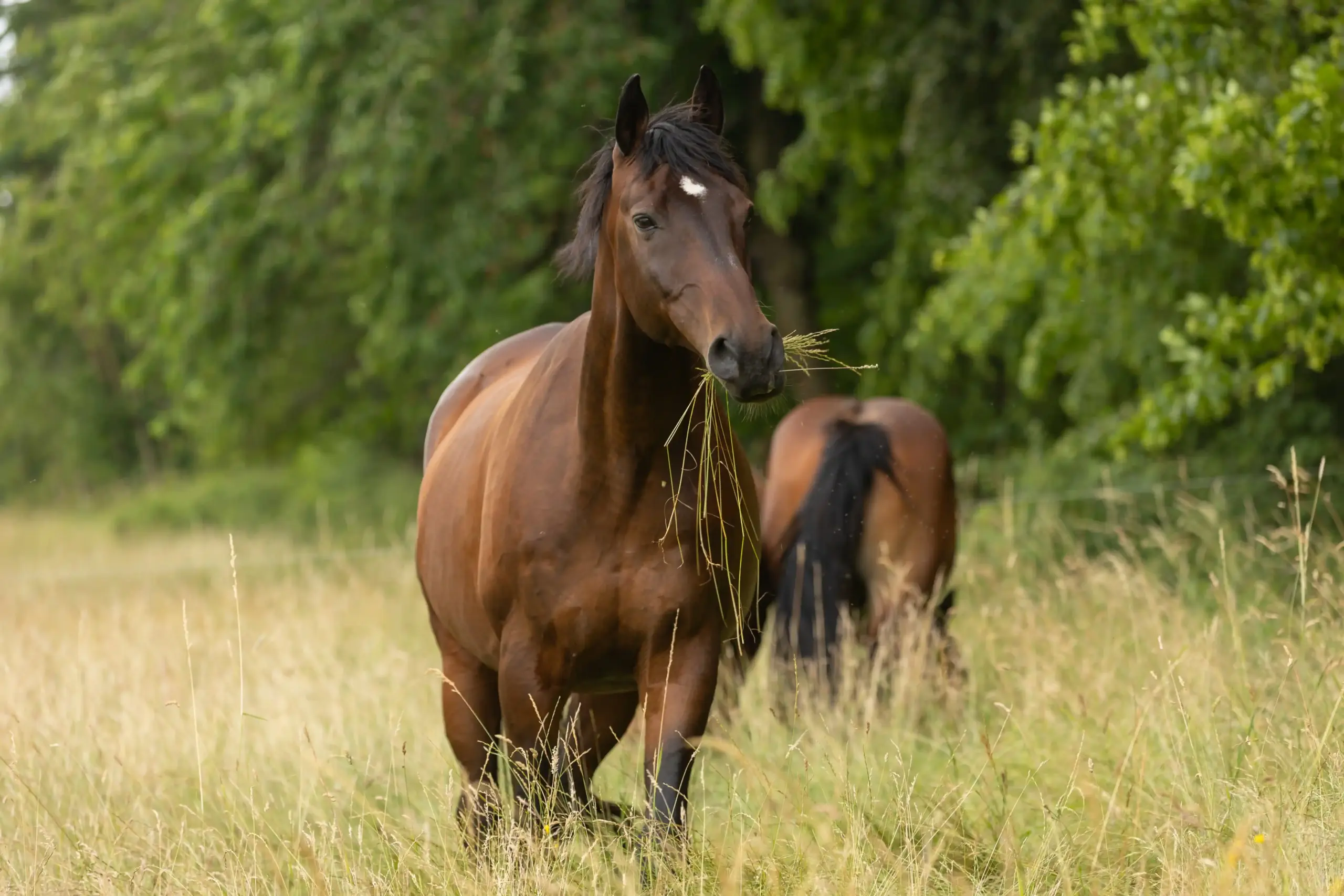 Pferd auf der Weide mit einem Grasbüschel im Maul