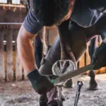 7 Dinge, die sich dein Hufbearbeiter von dir wünscht