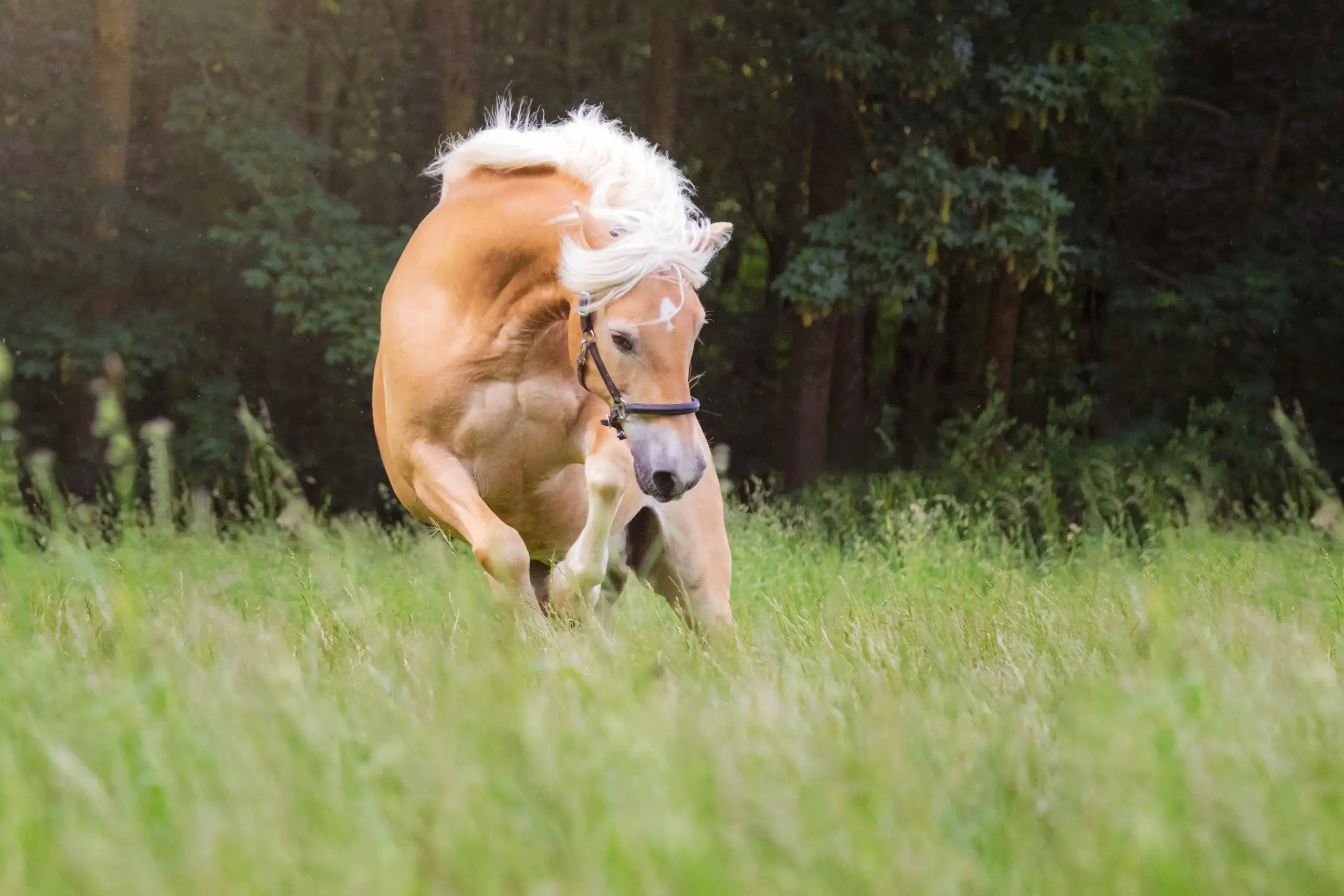 Pferd läuft bockend auf Weide