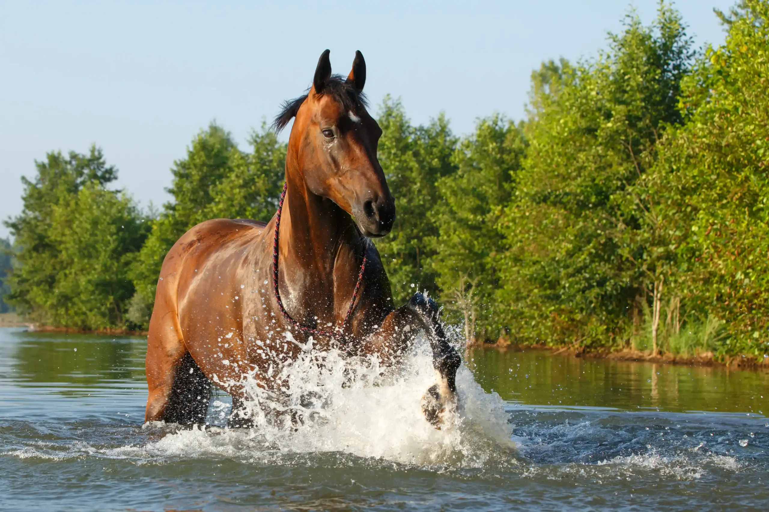 Pferde planscht im See