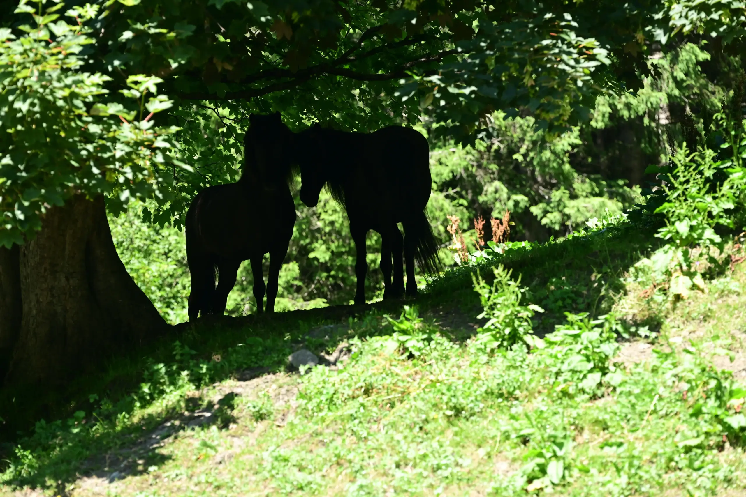 Zwei Pferde stehe unter Bäumen im Schatten